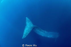 The first connect giant man! Blue whale! by Macro Wu 
